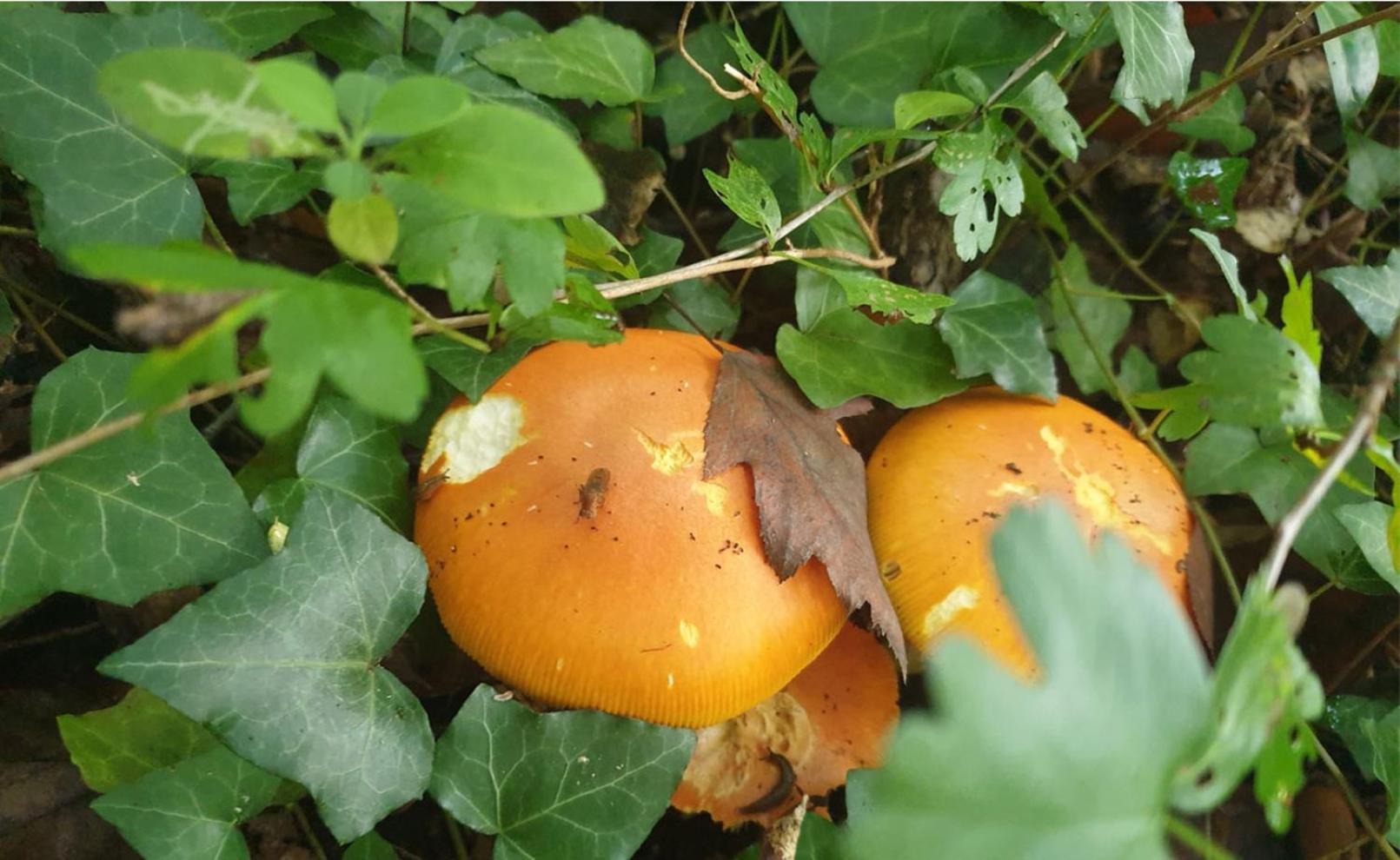 Seuls En Pleine Nature - Gite La Cote Blanche Puygaillard-de-Quercy Esterno foto