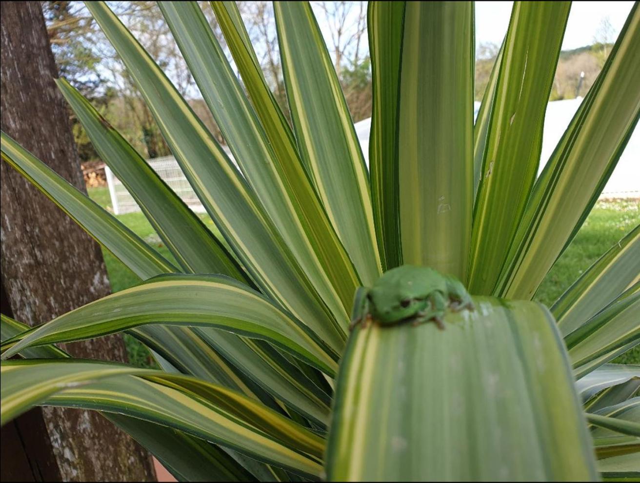 Seuls En Pleine Nature - Gite La Cote Blanche Puygaillard-de-Quercy Esterno foto