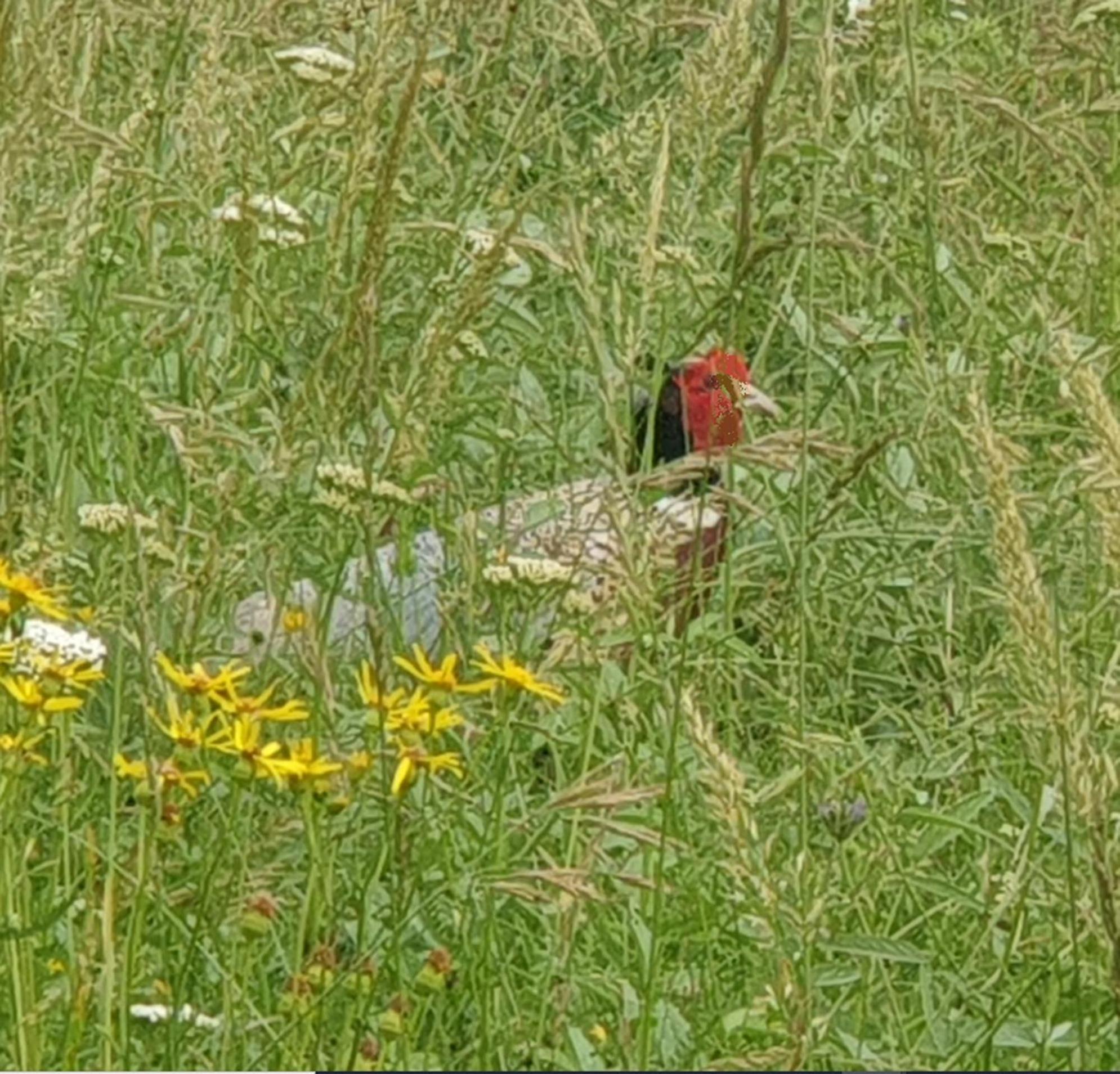 Seuls En Pleine Nature - Gite La Cote Blanche Puygaillard-de-Quercy Esterno foto